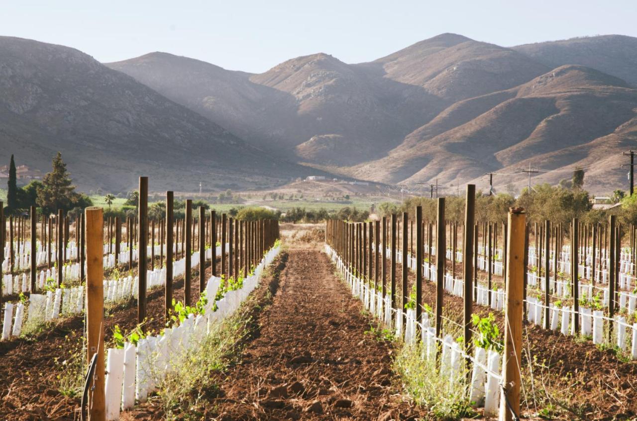 Alma Liebre Vinedos Del Valle Valle de Guadalupe Buitenkant foto